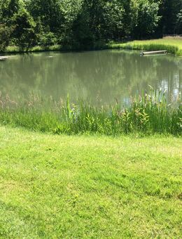 Forellen ab Teich - Bomlitz