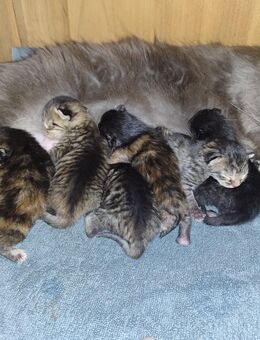 Main coon Mix kitt - Coswig (Anhalt) Jeber