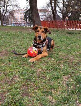 Rumpi - toller Rüde im besten Alter - Berlin