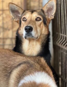 Dolina ist sehr schüchtern 🐾 - Elsdorf (Nordrhein-Westfalen)