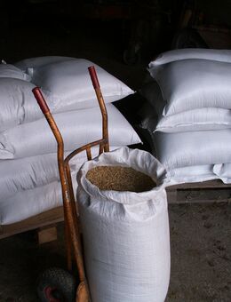 Hafer Futterhafer Tierfutter - Biersdorf (See)