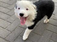 Border Collie Welpe - Zeven