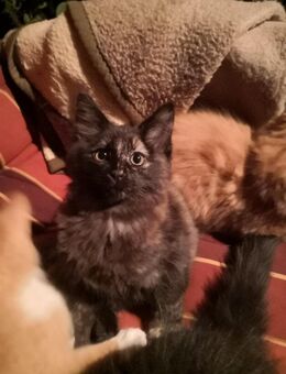 MainCoon/Ragdollkitte - Herrnhut Berthelsdorf