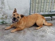Frieda - agile Hündin - Höchst (Odenwald)