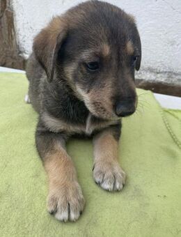 🧡Verspielter Welpe Phil🐶✨ - Eislingen (Fils)