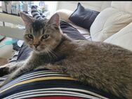 Katze zu verkaufen - Leichlingen (Rheinland, Blütenstadt)