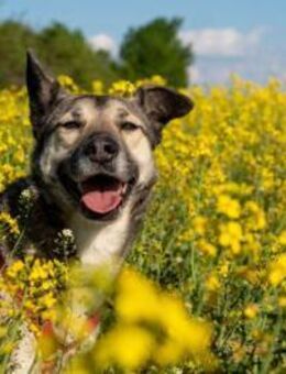 Shiva - suche Hundkumpel auf dem Land - Berlin