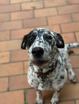 Elsa verschmust,lebensfr. Dalmatinerin - Völklingen