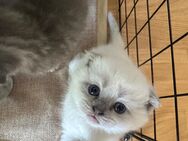 BKH-Mix kitten - Villingen-Schwenningen