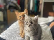 Süße Kitten abzugeben!** - Gelsenkirchen Neustadt