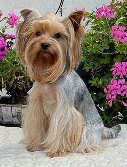 Yorkshire Terrier - Nordstemmen