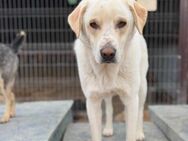 Freundlich, Verspielt, Familienhund Akim - Blankenheim (Nordrhein-Westfalen)