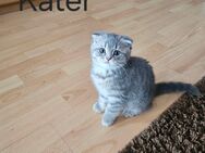 Britisch kurzhaar kitten - Beelen