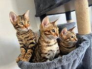 Bengal Kitten Reinrassig - Hamm