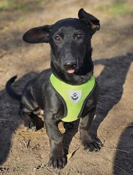 Coal-ein kleiner Charakterkopf und Clown - Schafflund