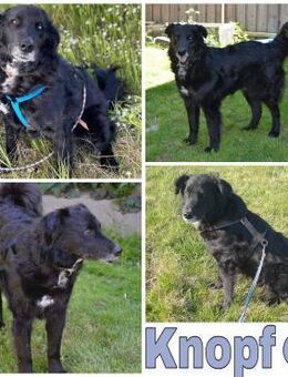 KNOPF ** liebenswerter Senior - Duisburg