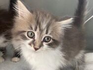 Sibirische Katzen Babys suchen ein Zuhause - Nastätten