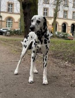 Notfall - Elvis sucht Dauerpflegestelle - Neustadt (Wied)