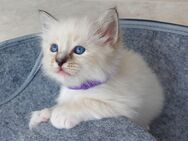 Heilige birma kitten - Marl (Nordrhein-Westfalen)