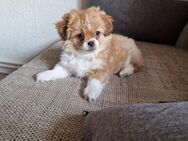 Chihuahua mix welpen - Bünde