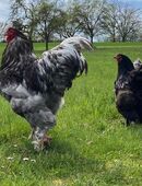 Eier Brahma in 93426