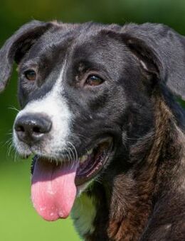 Loca - Treue Gefährtin - Obertshausen