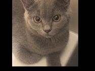 British Shorthair Katzenbaby zu vergeben - Vöhringen (Bayern)