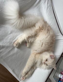 Turkish Angora Kater 3,5 Jahre alt - Leimen Zentrum