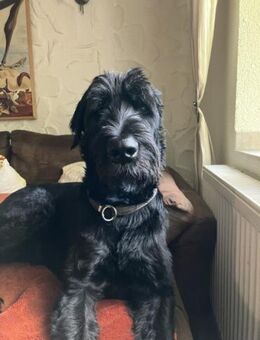 Horst, Riesenschnauzer (geb. 01.2018) - Pegnitz