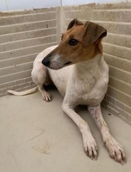 Dwardu sucht Vertrauen - Berlin