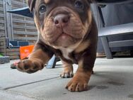 Extotic Bully OEB Welpen old english Bulldog - Wassenberg