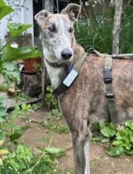 Anil - sanfter Windhund sucht - Berlin