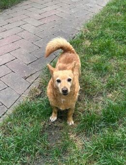 Siria - Hundeoma sucht Zuhause - Schlitz