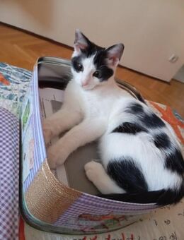 Niedliche Milica sucht Familie - Ellerbek