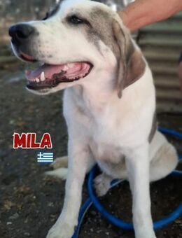 Mila - verschmust und kuschelbedürftig - Heppenheim (Bergstraße)