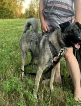 Wer möchte Lotta ein Zuhause schenken? - München