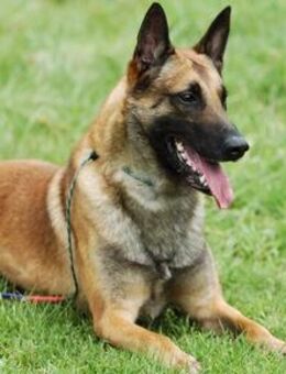 Mallinois Famlien Hund - Dortmund Lindenhorst