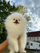 Zwerspitz / Pomeranian Weis Rüde in 38239