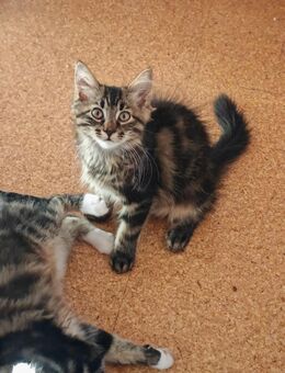 Main Coon Kätzchen - Gochsheim