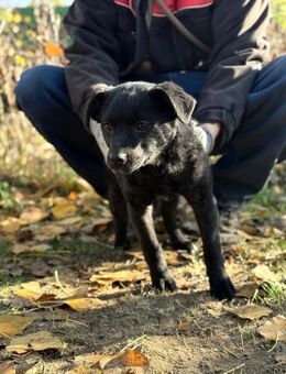 Babszi - süßer Welpe sucht Zuhause - Köln