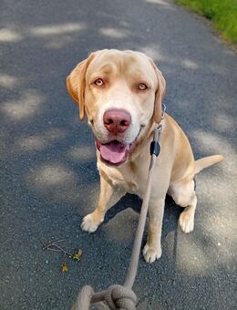 Labrador Mix - Bad Endbach
