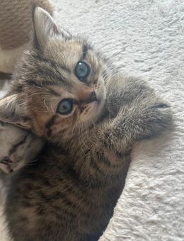 Bkh katze❤️ - Rheine Zentrum