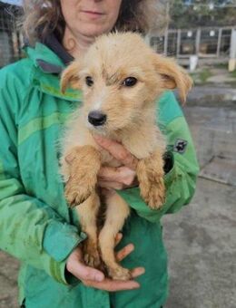 Kimba- sucht Liebe - Nürnberg