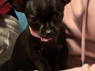 Chihuahua welpen suchen ab Mai ein Zuhause - Wernigerode