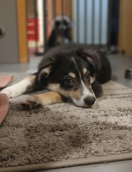 Süßer Aussi-Border Welpe abzugeben ! - Weiden (Oberpfalz)