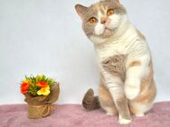 Wunderschöne, gut erzogene BKH Katze 3 Jahre alt mit Stammbaum, kastriert. - Wuppertal