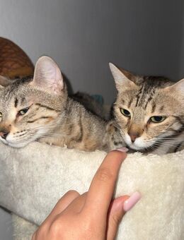Zwei bengal / britisch kurzhaar Katzen abzugeben - Darmstadt Wixhausen