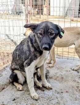 Süße APONI sucht liebevolles Zuhause - Neuberg
