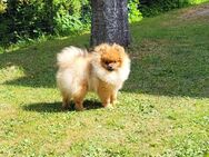 Zwei reinrassige Pomeranian Zwergspitz Rüden ab sofort abzugeben - Breidenbach