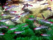 Aquarium Fisch; Rotkopfsalmler (Hemigrammus bleheri) *TOP* - Erftstadt